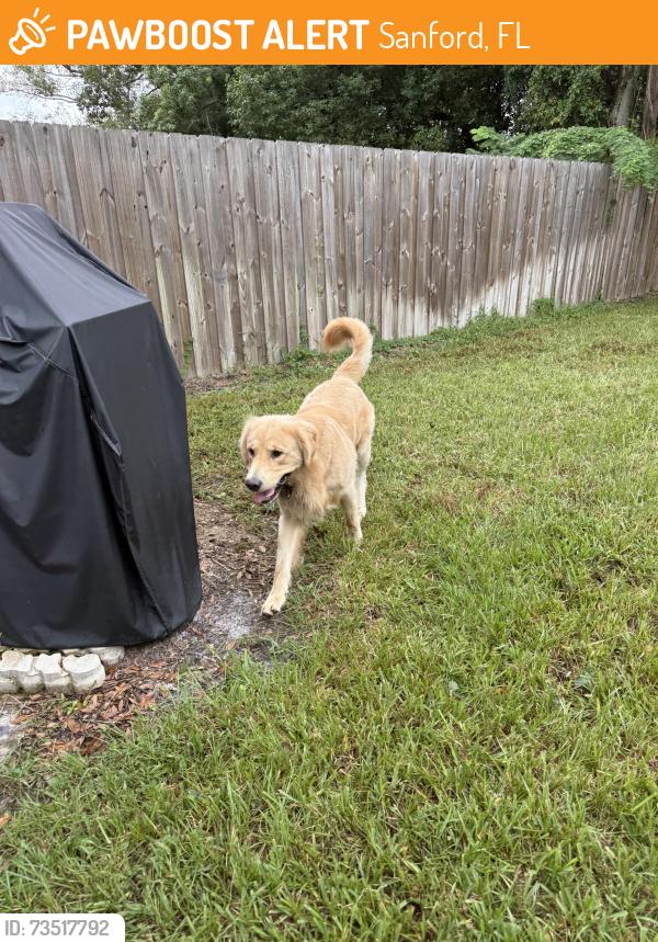 Found/Stray Unknown Dog last seen Ronald Reagan Blvd & Sunland Dr, Sanford, FL 32773