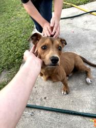 Found/Stray Male Dog last seen Cavern hill, San Antonio, TX 78254