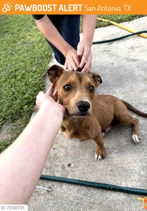 Found/Stray Male Dog last seen Cavern hill, San Antonio, TX 78254