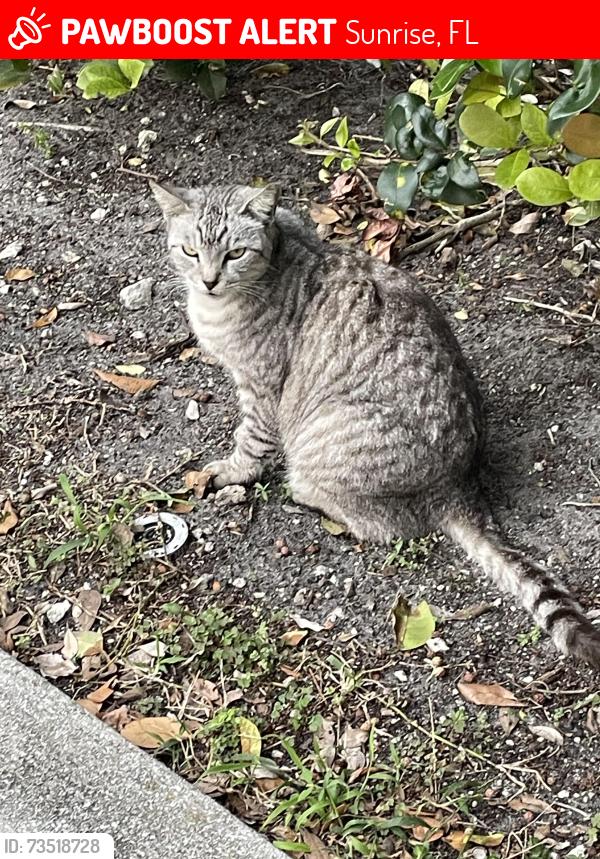 Lost Female Cat last seen Near NW 24th Ct, Sunrise, Fl. 33322, Sunrise, FL 33322