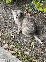 Lost Female Cat last seen Near NW 24th Ct, Sunrise, Fl. 33322, Sunrise, FL 33322