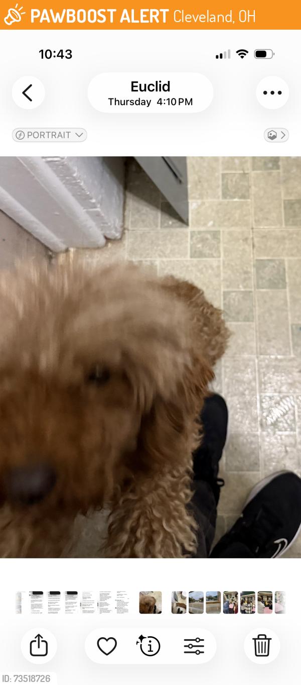 Found/Stray Female Dog last seen Crystal, Cleveland, OH 44123