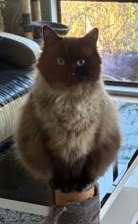 Reunited Male Cat last seen Tottenham, Maidstone, VIC 3012