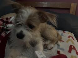 Lost Female Dog last seen W madison st, Milwaukee, WI 53204