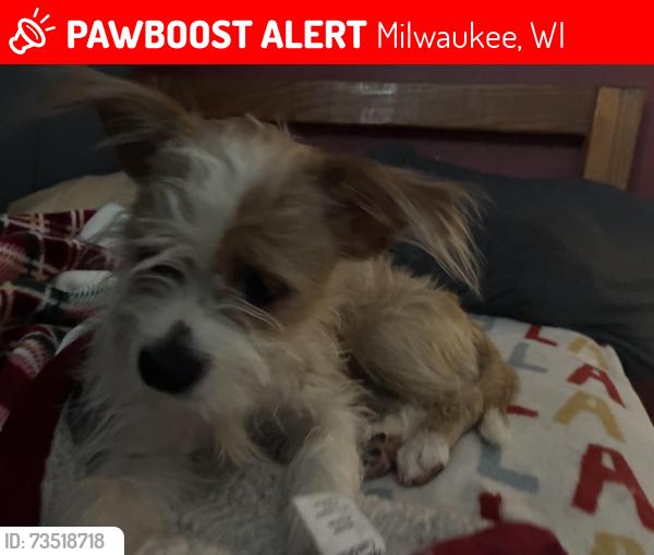 Lost Female Dog last seen W madison st, Milwaukee, WI 53204