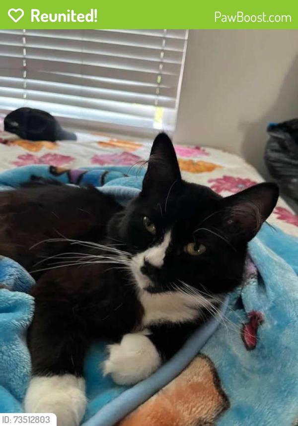 Reunited Male Cat last seen Near w vineyard ave, Oxnard, CA 93036