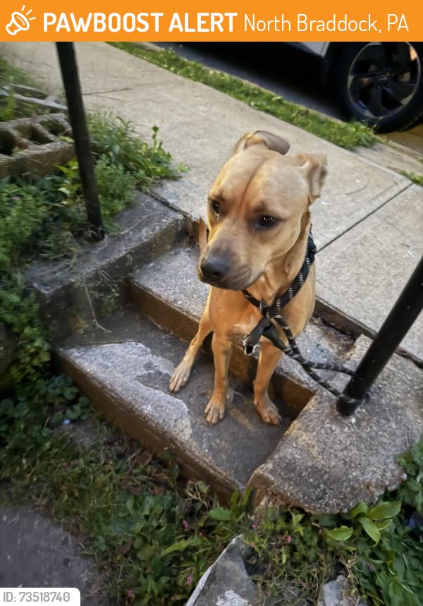 Found/Stray Female Dog last seen grandview ave braddock pa, North Braddock, PA 15112