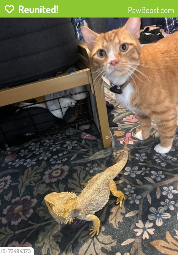 Reunited Male Cat last seen Near Eagle Glen Dr, Wylie, TX 75098, USA, Wylie, TX 75098