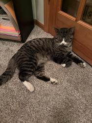 Lost Male Cat last seen Eagle pass in Centerville mn, Centerville, MN 55038