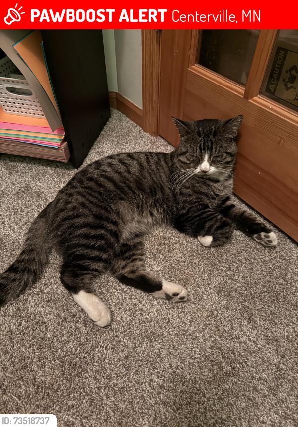 Lost Male Cat last seen Eagle pass in Centerville mn, Centerville, MN 55038
