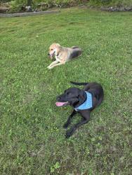 Reunited Male Dog last seen Cardinal road, Lecanto, FL 34461