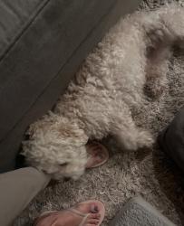 Reunited Male Dog last seen Peacock and Gramercy near Valley View Elementary, Riverside, CA 92505