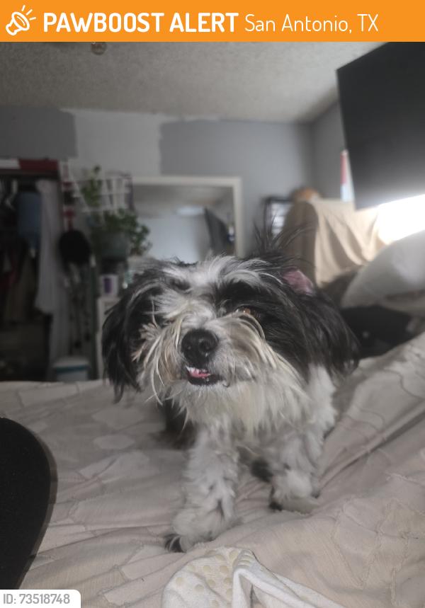 Found/Stray Unknown Dog last seen Schley ave, San Antonio, TX 78210