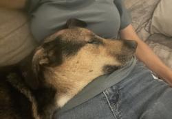 Reunited Male Dog last seen Near Hammerwood Lane, Lexington County, SC 29170
