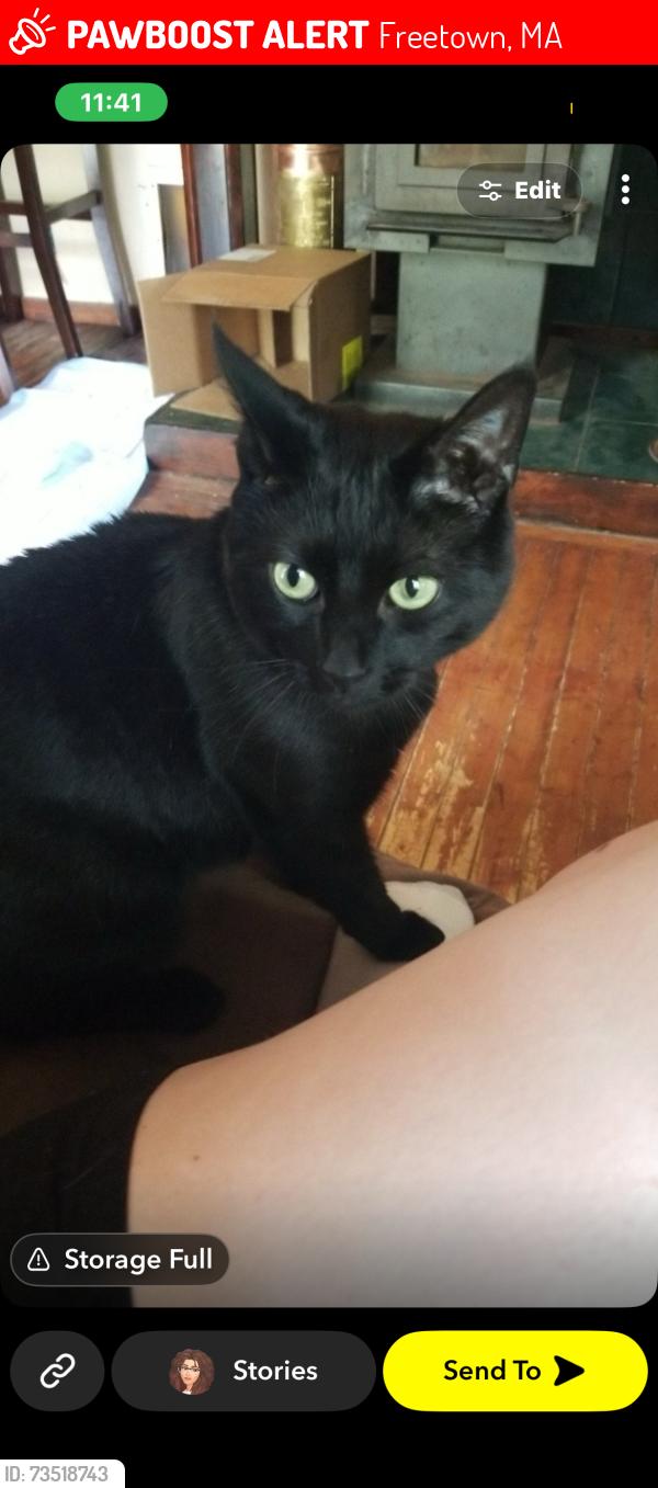 Lost Male Cat last seen Chipaway road and Betty springs, Freetown, MA 02717