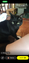 Lost Male Cat last seen Chipaway road and Betty springs, Freetown, MA 02717