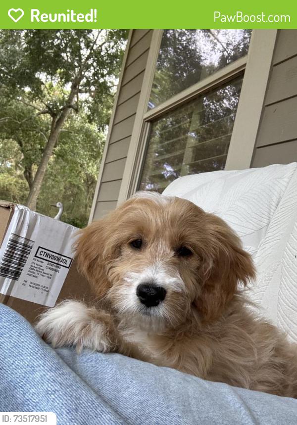 Reunited Female Dog last seen Near Nichols Sawmill Rd, Hockley, TX 77447, USA, Hockley, TX 77447