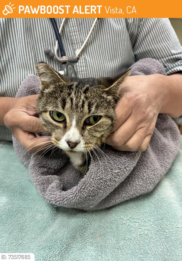 Found/Stray Female Cat last seen Pala vista ca, Vista, CA 92085