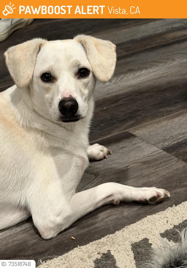 Found/Stray Male Dog last seen McDonald’s, Vista, CA 92083