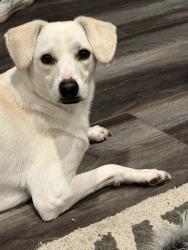 Found/Stray Male Dog last seen McDonald’s, Vista, CA 92083
