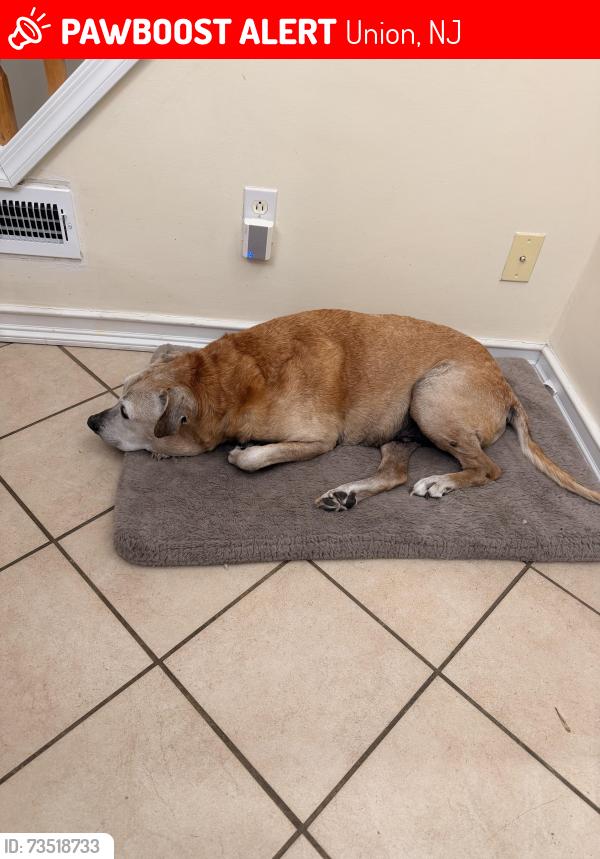 Lost Male Dog last seen Battle Hill Terrace, Union, NJ 07083