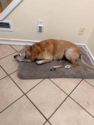 Lost Male Dog last seen Battle Hill Terrace, Union, NJ 07083