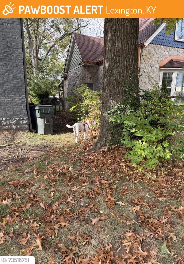 Found/Stray Female Dog last seen Bryan Ave, Lexington, KY 40505