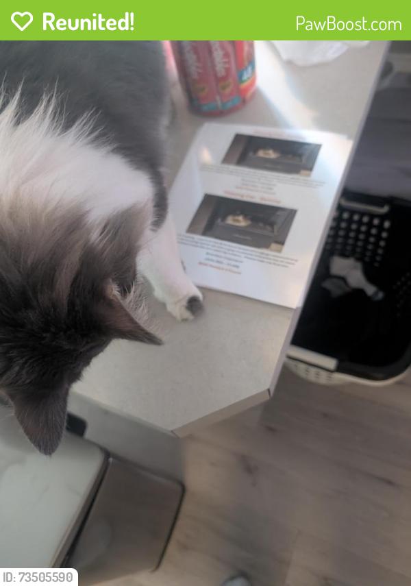 Reunited Male Cat last seen South National and Lakewood, Springfield, MO 65804
