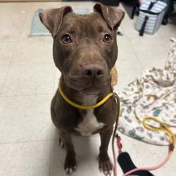 Shelter Stray Female Dog last seen , Animal Care & Control Team of Philly, 111 W Hunting Park Ave, Philadelphia, PA 19140, USA