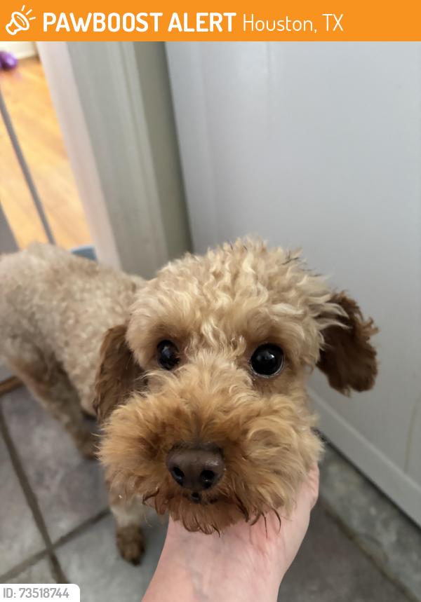 Found/Stray Male Dog last seen Prospect and Chartres, Houston, TX 77004