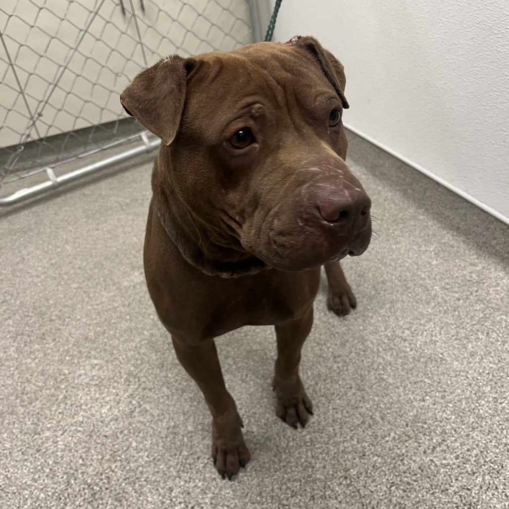 Shelter Stray Male Dog last seen , 21800 Central Ave, Matteson, IL 60443, USA