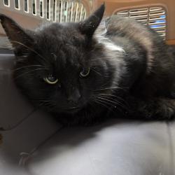 Shelter Stray Male Cat last seen , 244 Georgetown Rd, Jacksonville, NC 28540, USA