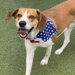 Shelter Stray Male Dog last seen , 244 Georgetown Rd, Jacksonville, NC 28540, USA