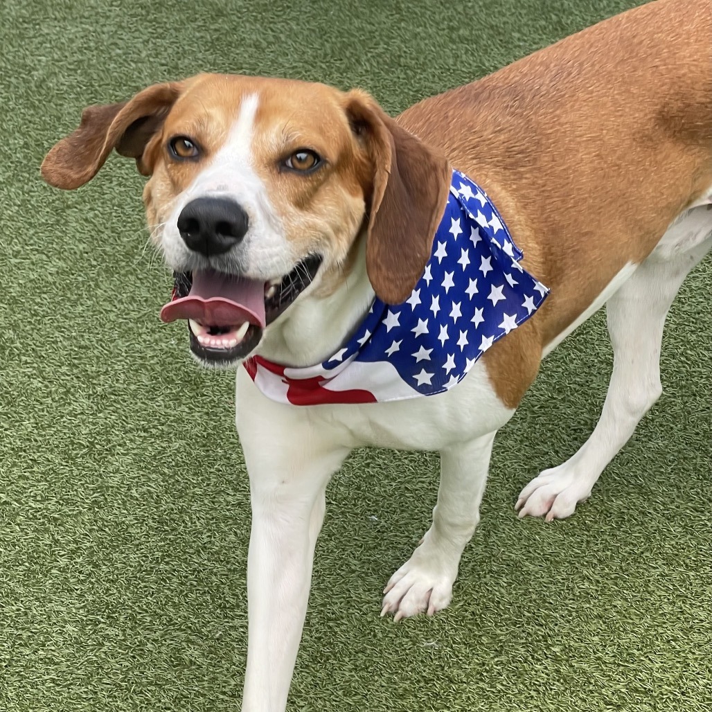 Shelter Stray Male Dog last seen , 244 Georgetown Rd, Jacksonville, NC 28540, USA