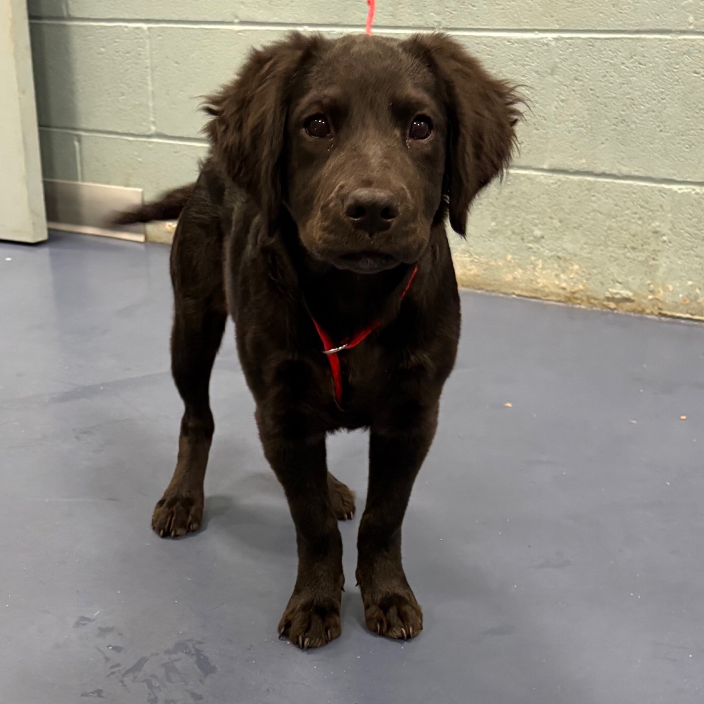 Shelter Stray Female Dog last seen , 980 Guilford College Rd, Greensboro, NC 27409, USA