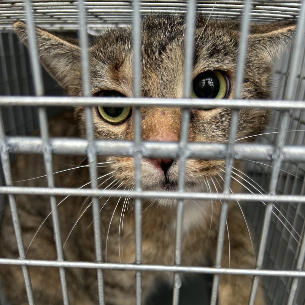 Shelter Stray Unknown Cat last seen , 980 Guilford College Rd, Greensboro, NC 27409, USA