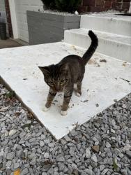 Found/Stray Unknown Cat last seen 88th Street and Antioch, Overland Park, KS 66212