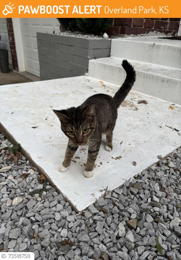 Found/Stray Unknown Cat last seen 88th Street and Antioch, Overland Park, KS 66212