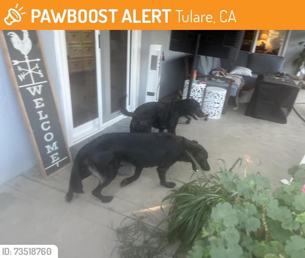 Found/Stray Unknown Dog last seen Mark and Stockham, Tulare, CA 93274