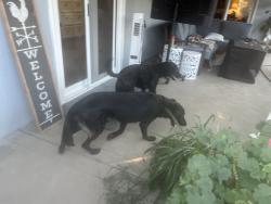 Found/Stray Unknown Dog last seen Mark and Stockham, Tulare, CA 93274