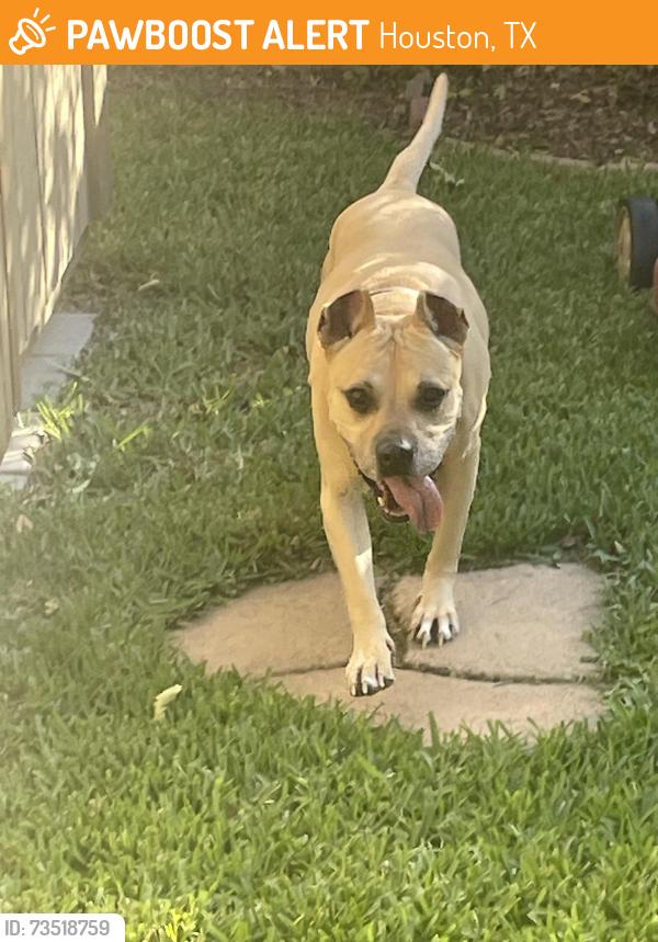 Found/Stray Female Dog last seen Duke of York & Norchester Village, Houston, TX 77070
