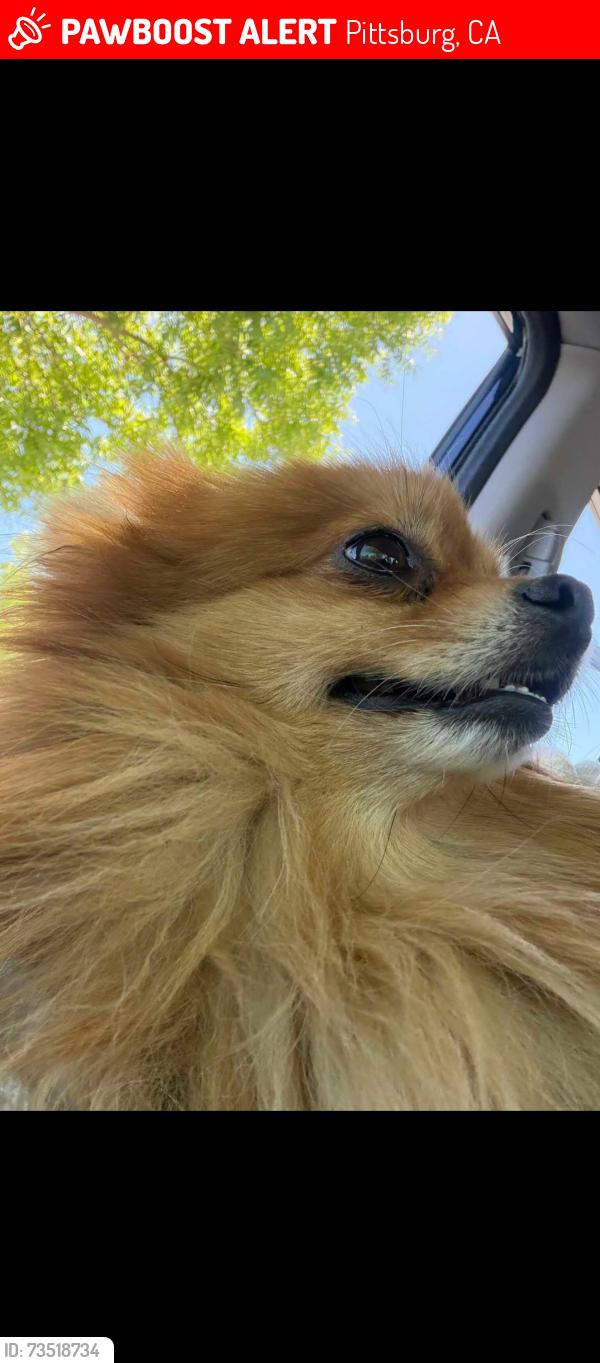 Lost Male Dog last seen Carpetta cir Pittsburgh, Pittsburg, CA 94565