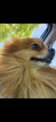 Lost Male Dog last seen Carpetta cir Pittsburgh, Pittsburg, CA 94565