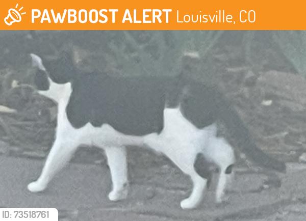 Found/Stray Unknown Cat last seen Grouse Court & Owl Drive, Louisville, CO 80027