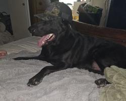 Reunited Male Dog last seen Ray and Alma School, Chandler, AZ 85224