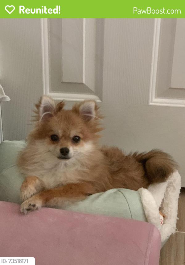 Reunited Female Dog last seen Near Crestford Park LN Houston, TX 77084, Houston, TX 77084