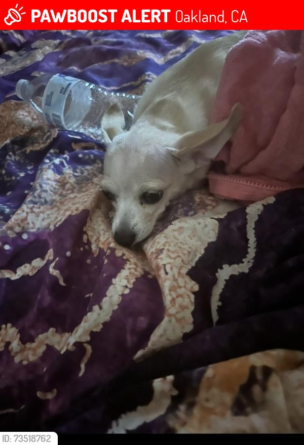 Lost Female Dog last seen Cairo and Empire Roads, Oakland, CA 94603