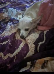 Lost Female Dog last seen Cairo and Empire Roads, Oakland, CA 94603