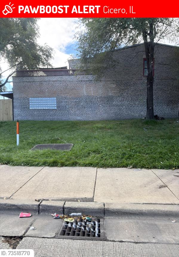 Lost Male Dog last seen Near 28th place, Cicero, IL 60804