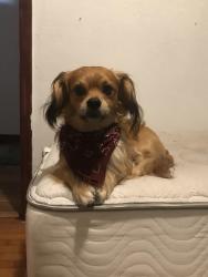 Reunited Male Dog last seen S. Nicolet Rd & S. Van Dyke Rd near the Mobil Gas Station., Appleton, WI 54914